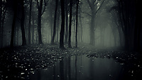 93976a08b7976835_scary-dark-forest-desktop.jpg