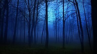 999933e263656963_foggy-forest-at-night-time.jpg