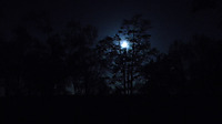 999966666699993c_vunature.com-trees-forest-night-dark-moon-nature-images-for-desktop-hd.jpg