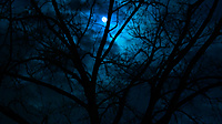 9999e76626337161_night_moon_skyscapes_branches_desktop_1920x1080_hd-wallpaper-1143351.jpg