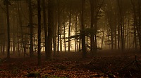 9cbc73669c2469c9__downloadfiles_wallpapers_1920_1200_forest_of_fog_wallpaper_landscape_nature_1046.jpg