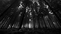 9d97529833c9b970_forest-dark-nature-darkness-unnamed-wallpaper-1920x1080.jpg