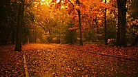c68696c7433acbc3_autumn-forest-leaves-1.jpg