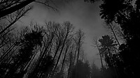 d2c16a1b2d30f7f0_Forest-black-white-dark-forest-wallpaper.jpg