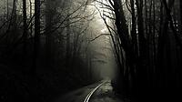 d9d8dcf2e6612688_foggy-forest-road-wallpaper-1.jpg