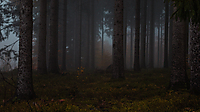 ddfd0022fed91886_fog-forest-during-autumn.jpg