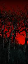 95ea4b94e46b3493_Dark Forest.jpg